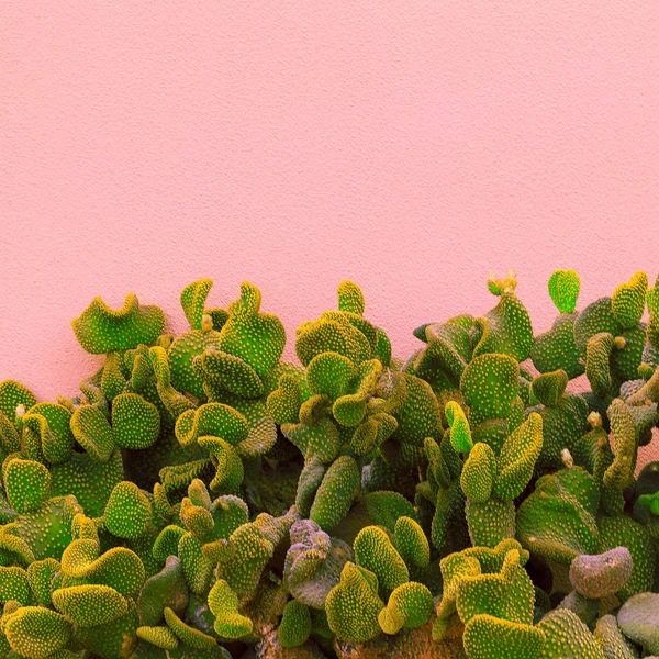 Växter på rosa kreativa koncept. Plantera älskare. Minimal Cactus en — Stockfoto