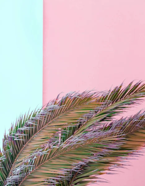Palma tropicale pastello colori di design. Isola delle Canarie. Trav di moda — Foto Stock