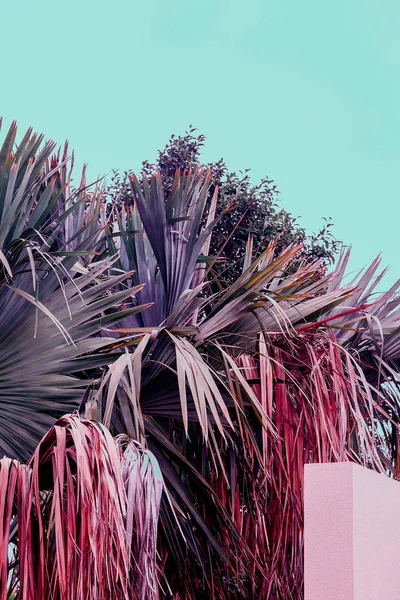 Ubicación tropical de Palm. Islas Canarias. Viajes de moda vibraciones —  Fotos de Stock