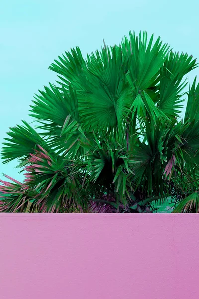 Palma en la pared rosa. Plantas en concepto de moda rosa. Islas Canarias — Foto de Stock