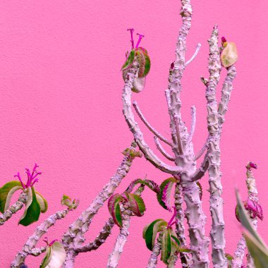 Bitki pembe moda kavramı üzerinde. Bitki sevgilisi sanat