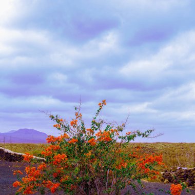 Kanarya Adası. Kanarya doğa. Manzara. Seyahat konsept sanat