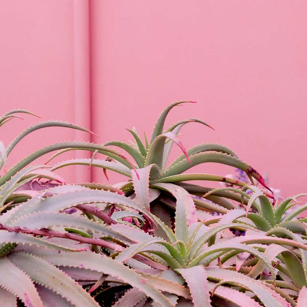 Växter på rosa koncept. Tropisk grön aloe på rosa vägg — Stockfoto