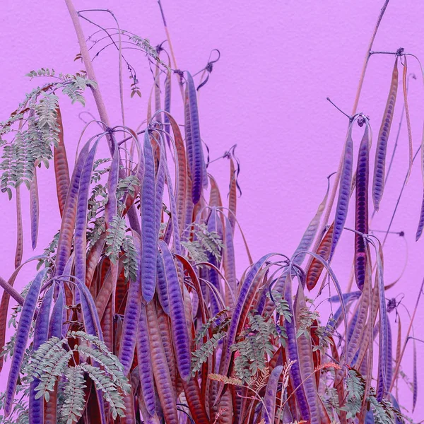 ピンクの概念上の植物。色・ ファッション ・ デザイン。植物愛好家のアート — ストック写真