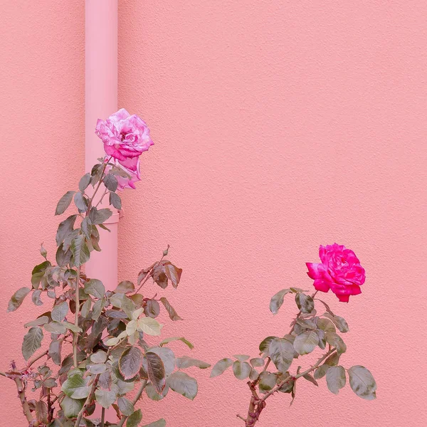 Växter på rosa koncept. Rosor på rosa fondvägg. — Stockfoto