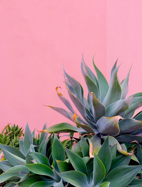 Plantas no conceito de moda rosa. Verde canário. Ideia de amante de plantas — Fotografia de Stock