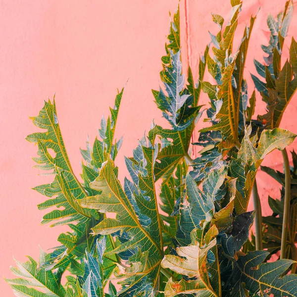 Plants on pink fashion concept. Canary green. Plant lover art — Stock Photo, Image