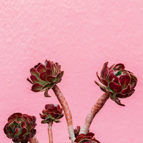 Blommor på rosa vägg. Växter på rosa koncept — Stockfoto