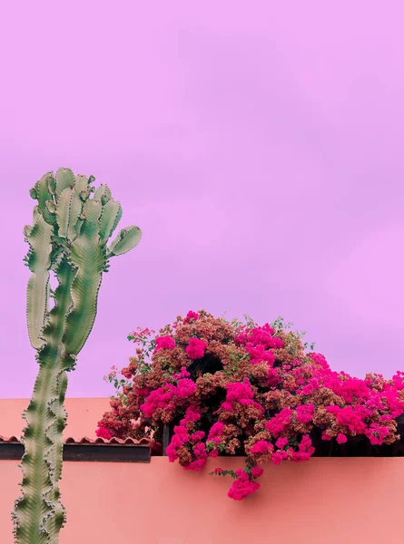 Isola delle Canarie. Natura canaria. Concetto viaggio arte — Foto Stock