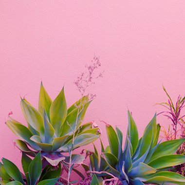 Bitki pembe kavramı üzerinde. Kanarya yeşil pembe duvar arka plan üzerinde. 