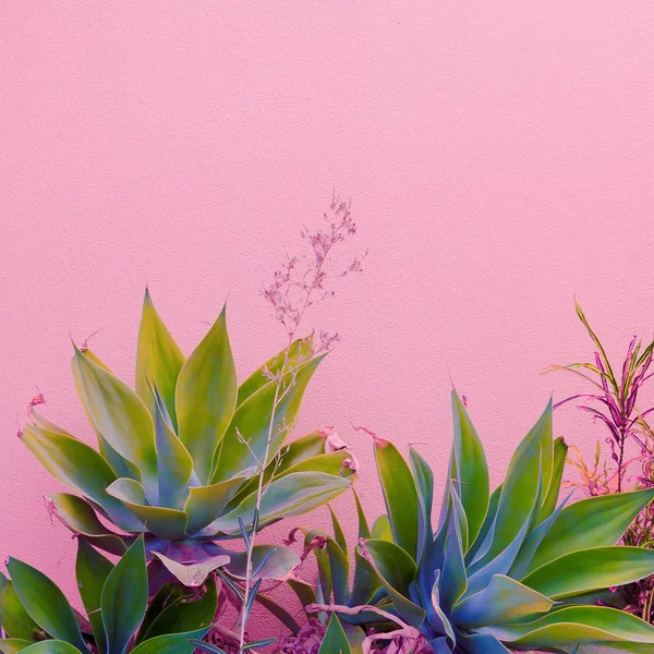 Plants on pink concept. Canary green on pink wall background. — Stock Photo, Image