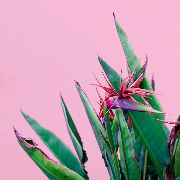 Plantas en concepto rosa. Flores tropicales canarias en bac pared rosa —  Fotos de Stock