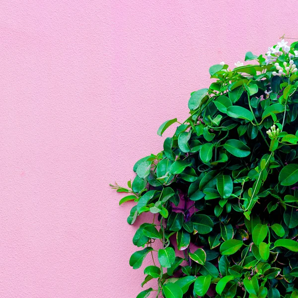 Planten op roze concept. Cactus op roze muur achtergrond. Canarische ik — Stockfoto