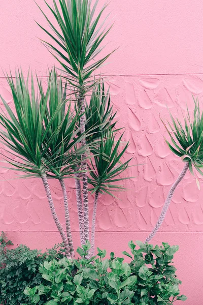 Tropische Pflanze an der rosa Wand. Pflanzen auf rosa Mode-Idee — Stockfoto