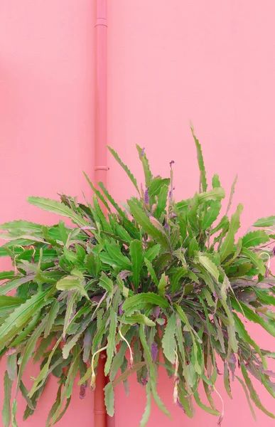 Verde cactus en la pared rosa. Las plantas sobre la idea de moda rosa — Foto de Stock