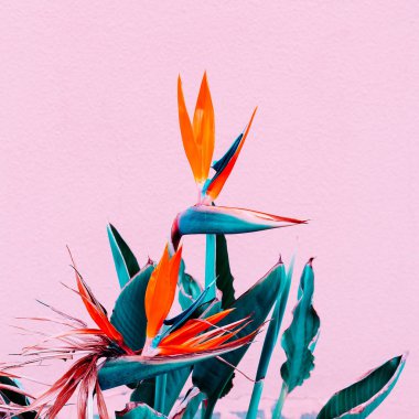 Bitki pembe kavramı üzerinde. Moda tropikal çiçek pembe duvar 