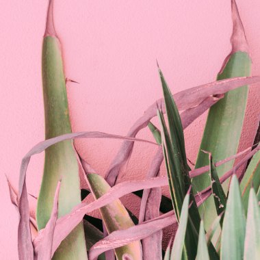 Plants on pink fashion concept. Aloe on pink background wall clipart