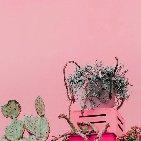 Växter på rosa koncept. Kanariefågel kaktus på rosa vägg — Stockfoto