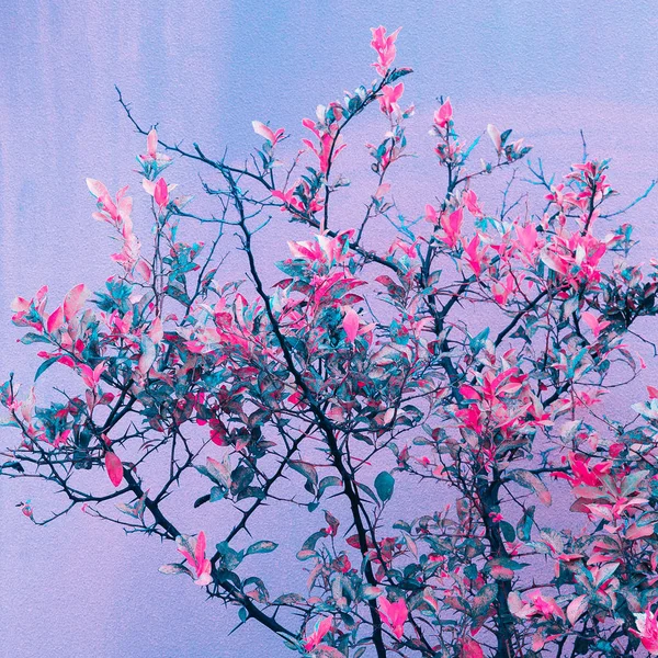 Farben entwerfen lila Stimmung. Natur. Baum — Stockfoto