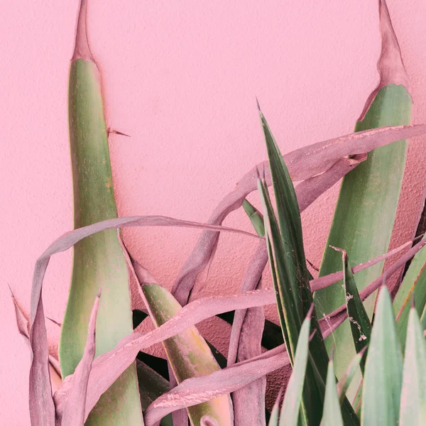 Planten op roze mode concept. Aloë op roze achtergrond muur — Stockfoto
