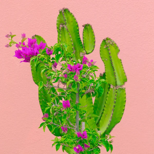 Conceito de amante de Cacti. Plantas em arte rosa — Fotografia de Stock
