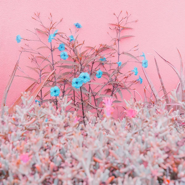 Piante sul concetto di moda rosa. Fiori romantici su sfondo rosa — Foto Stock