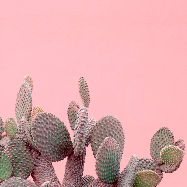 Växter på rosa kreativa koncept. Cactus på rosa fondvägg — Stockfoto