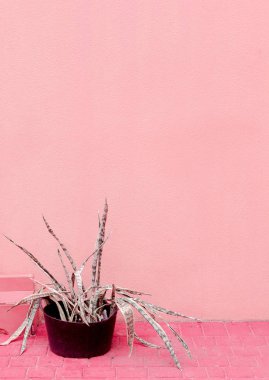 Aloe pembe duvarda. Bitkiler üzerinde pembe moda fikir 