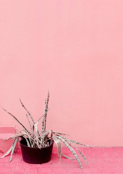 Aloë op de roze muur. Planten op roze mode idee — Stockfoto