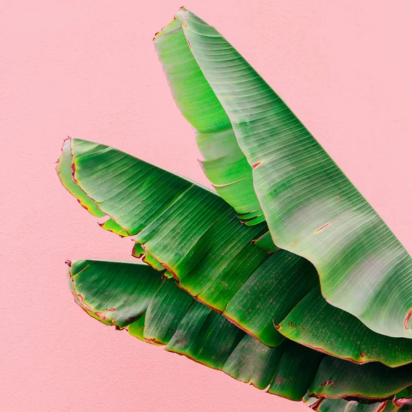 Hojas de palma en la pared rosa. Plantas en el arte concepto rosa. Islas Canarias —  Fotos de Stock