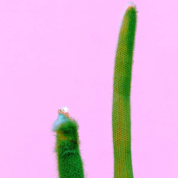 Cactus on pink wall. Plants on pink concept art. Cactus lover co — Stock Photo, Image
