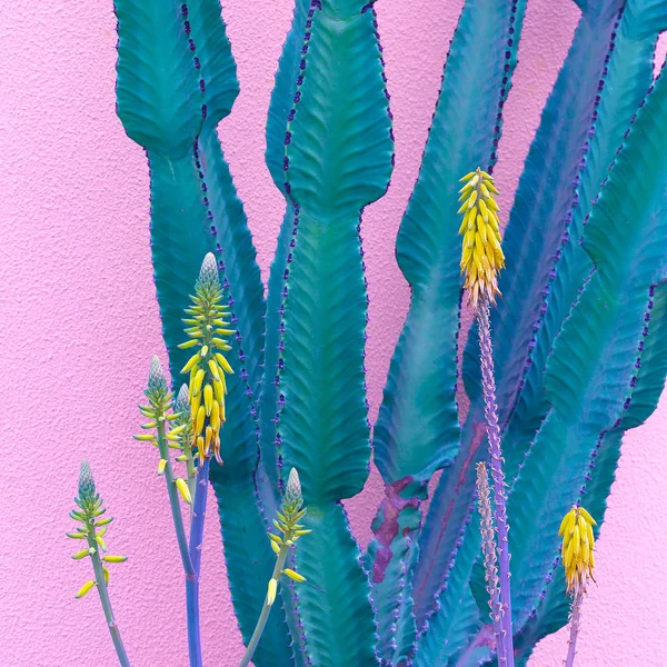 Cactus en la pared rosa. Plantas de arte rosa. Concepto amante de los cactus — Foto de Stock