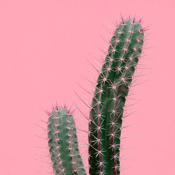 Cacto na parede de fundo rosa. Plantas no conceito rosa — Fotografia de Stock