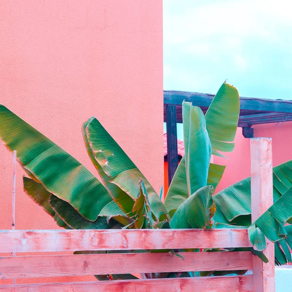 Palm on pink wall. Plants on pink concept art. Canary island Royalty Free Stock Images