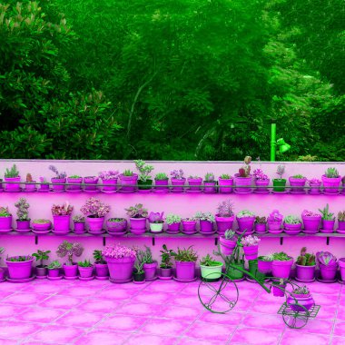 Ev bitkiler dekor. Renkler taze sanat. Bitkiler sevgilisi kavramı