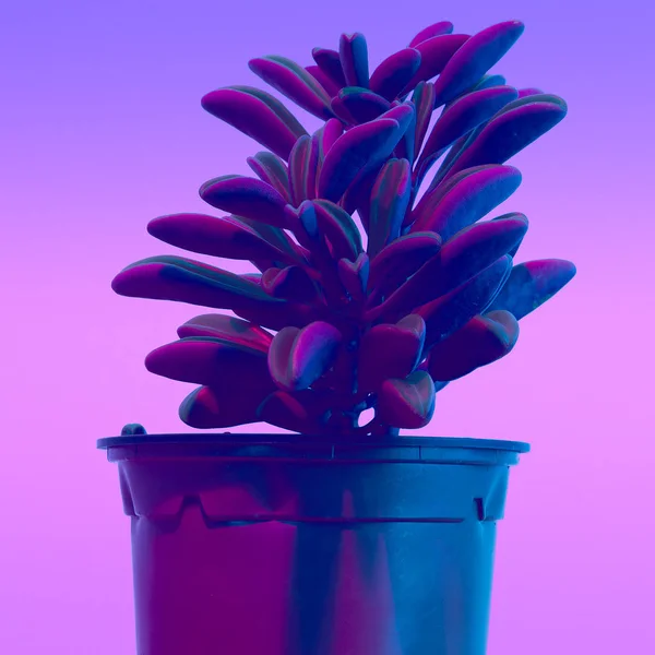 Cactus mínimo synthwave vibrações de moda. Conceito de planta criativa a — Fotografia de Stock