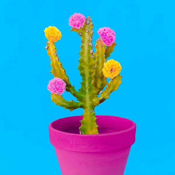 Arredamento in cactus e rose. Concetto creativo di cactus di moda minimale — Foto Stock