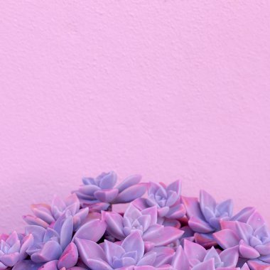 Mor aloe kaktüs moda renkli yaratıcı tasarım