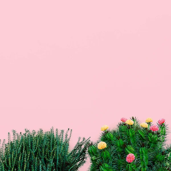 Rośliny na różowy moda minimalne pojęcie. Kaktus na różowe ściany tylnej — Zdjęcie stockowe