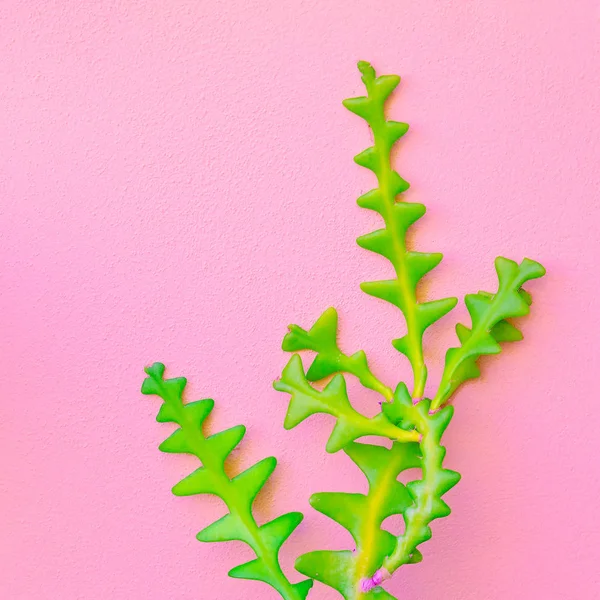 Plants on pink minimal fashion concept. Cactus on pink wall