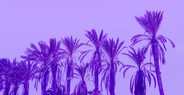 Palms Canary Islands Colorful fashion purple art  clipart
