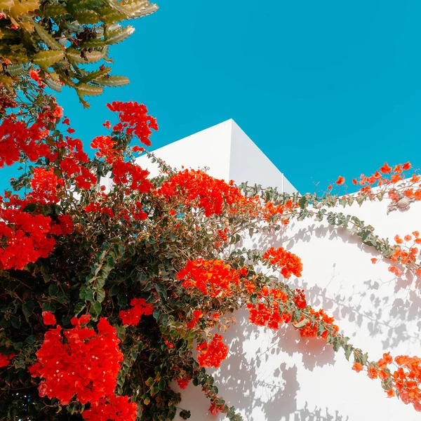 열 대 꽃입니다. 카나리아 제도입니다. 블 룸 — 스톡 사진