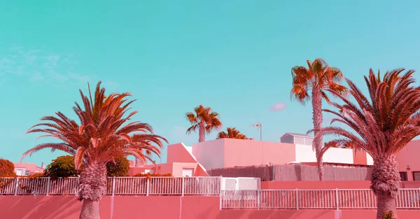 Palms of Pink. Minimal fashion travel art. Canary island — Stock Photo, Image