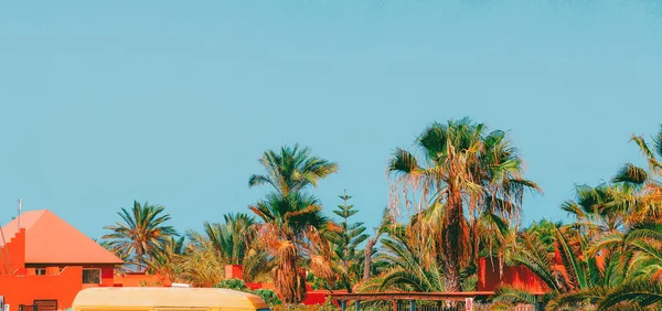 棕榈的位置热带五彩缤纷的时尚旅行令人毛骨悚然.金丝雀是 — 图库照片