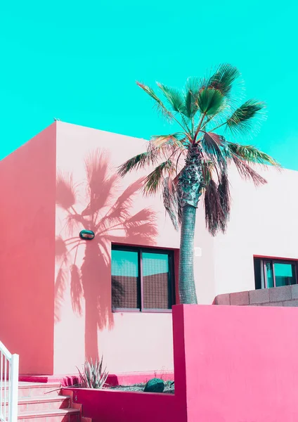 Tropikalny klimat różowy. Waniliowy Wysp Kanaryjskich Palm. Pastelowe kolory — Zdjęcie stockowe