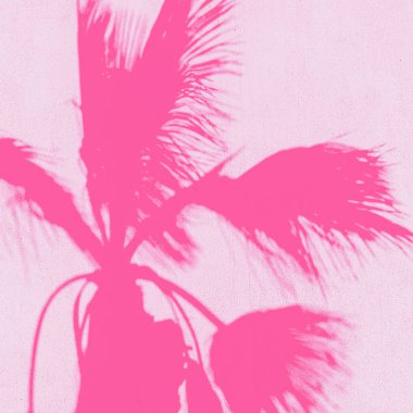 Palm. Duvarda gölge. Minimal sanat. Tropikal moda ruh hali