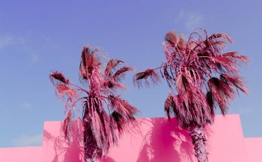 Kanarya Adaları. Bitki pembe moda kavramı üzerinde. Palm. Pembe hamur
