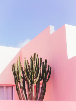 Bitki pembe kavramı üzerinde. Kaktüs pembe duvar arka plan üzerinde. En az 