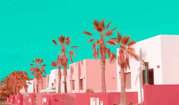 Islas Canarias. Plantas en concepto de moda rosa. Pastel rosa colo —  Fotos de Stock