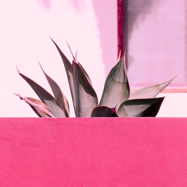 Aloe on a pink. Plant lovers. Minimal fashion design — Stock Photo, Image